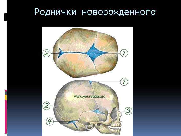 Роднички новорожденного 