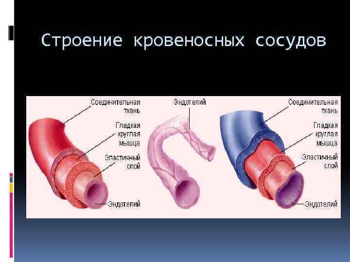 Строение кровеносных сосудов 