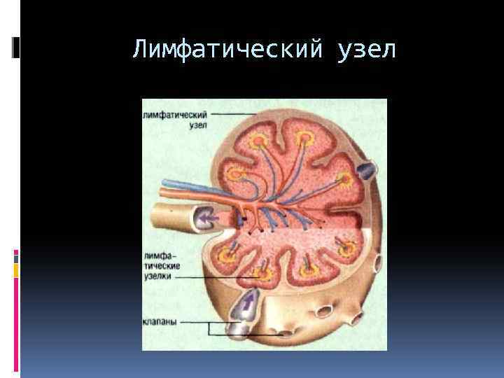 Лимфатический узел 