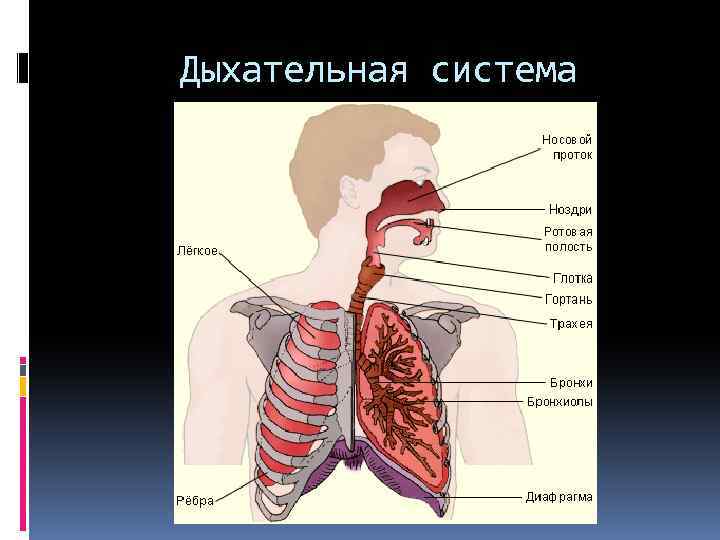 Дыхательная система 