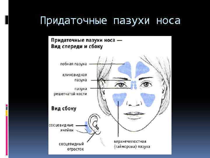 Анатомия придаточных пазух. Придаточнве пазух и носа. Нос придаточные пазухи носа. Придаточные пазухи носа строение.