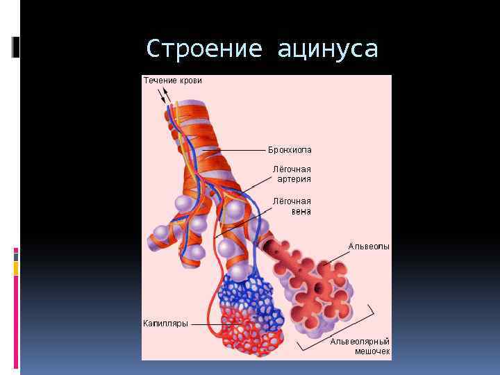 Схема строения ацинуса легкого