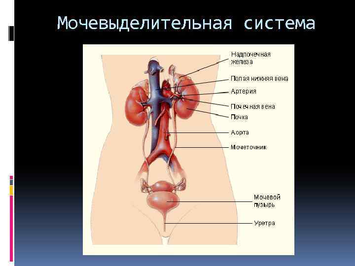 Мочевыделительная система 