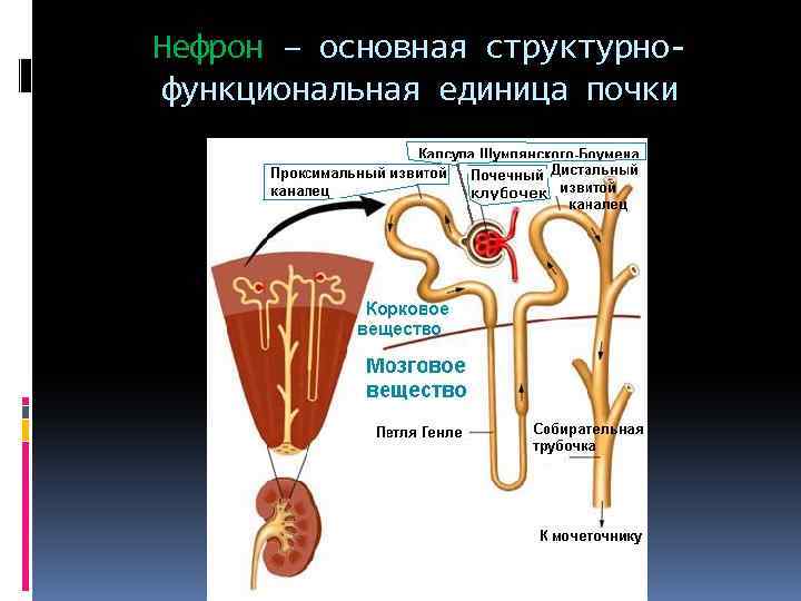 Нефрон – основная структурнофункциональная единица почки 