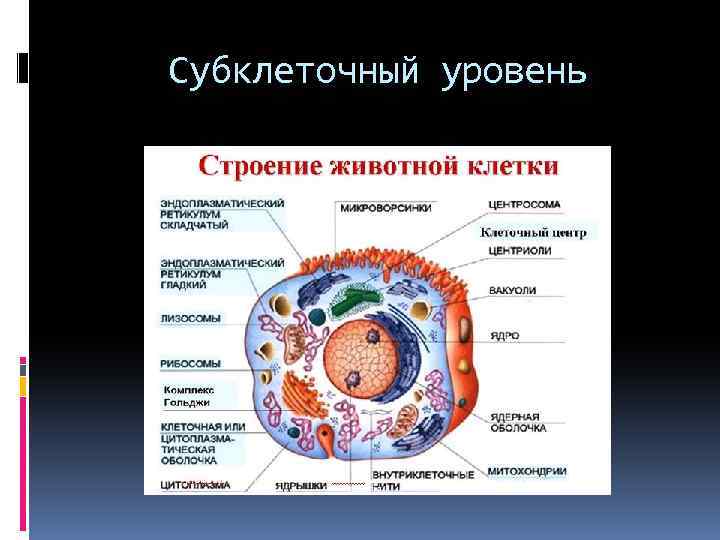 Клеточный уровень организации объект изучения