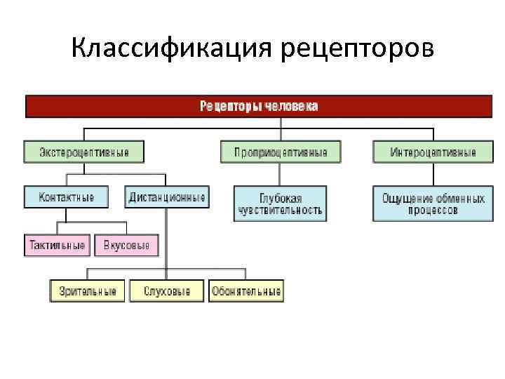 Система рецепторов