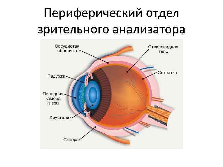 Периферический отдел зрительного анализатора 