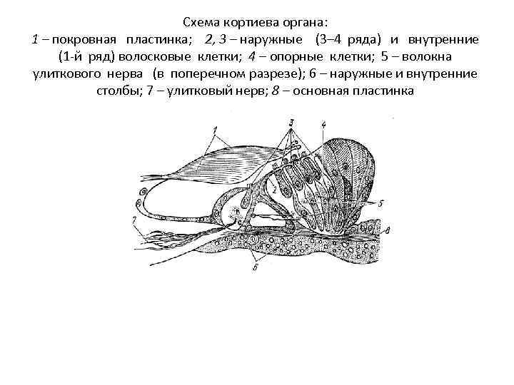 Рассмотрите на рисунке строение улитки и кортиева органа подпишите обозначения и функции структур