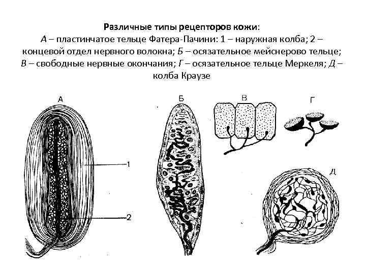 Какие виды рецепторов кожи вам известны