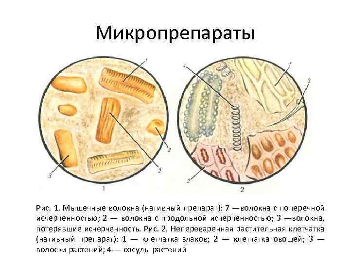 Микропрепараты Рис. 1. Мышечные волокна (нативный препарат): 7 —волокна с поперечной исчерченностью; 2 —