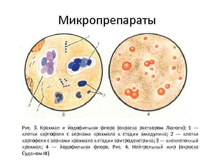 Микропрепараты Рис. 3. Крахмал и йодофильная флора (окраска раствором Люголя): 1 — клетки картофеля