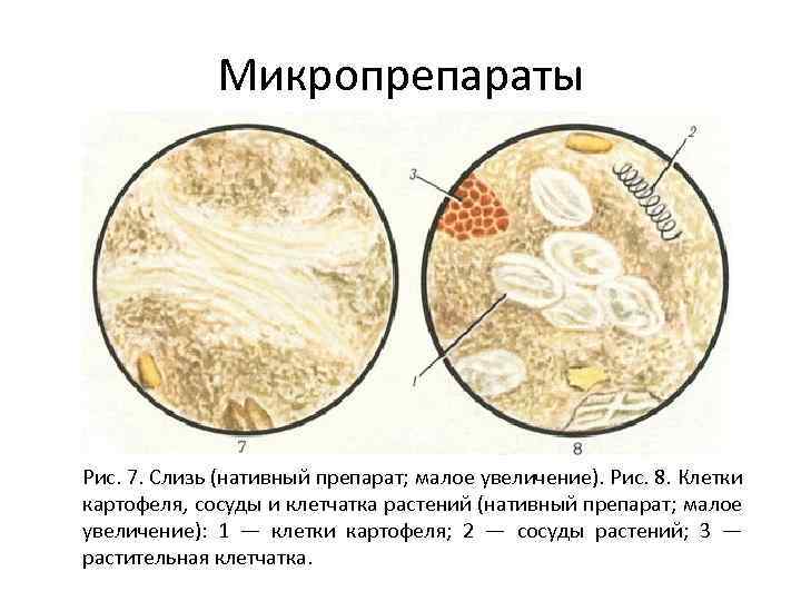 Микропрепараты Рис. 7. Слизь (нативный препарат; малое увеличение). Рис. 8. Клетки картофеля, сосуды и