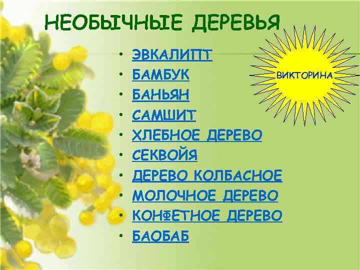 НЕОБЫЧНЫЕ ДЕРЕВЬЯ • • • ЭВКАЛИПТ ВИКТОРИНА БАМБУК БАНЬЯН САМШИТ ХЛЕБНОЕ ДЕРЕВО СЕКВОЙЯ ДЕРЕВО