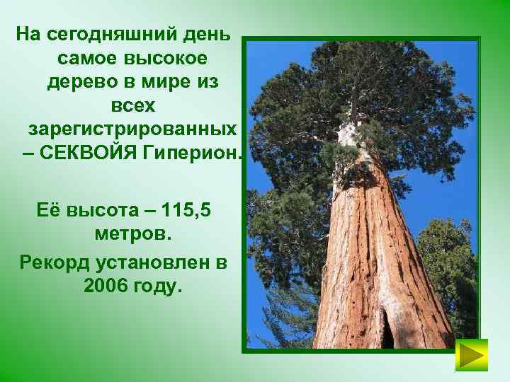 На сегодняшний день самое высокое дерево в мире из всех зарегистрированных – СЕКВОЙЯ Гиперион.