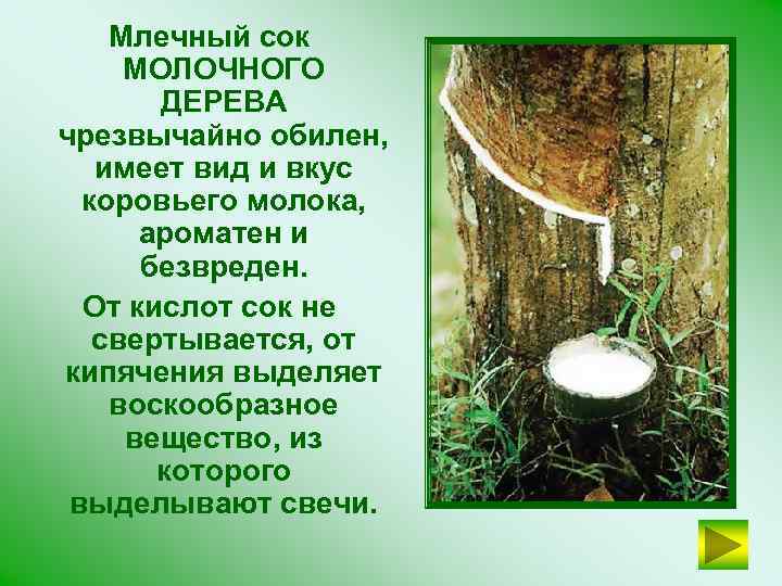 Млечный сок МОЛОЧНОГО ДЕРЕВА чрезвычайно обилен, имеет вид и вкус коровьего молока, ароматен и