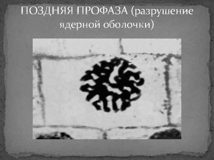 ПОЗДНЯЯ ПРОФАЗА (разрушение ядерной оболочки) 