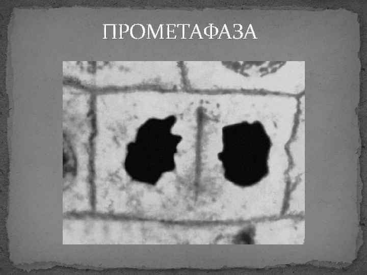 ПРОМЕТАФАЗА 