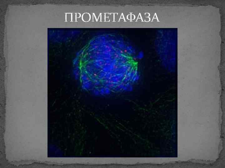 ПРОМЕТАФАЗА 