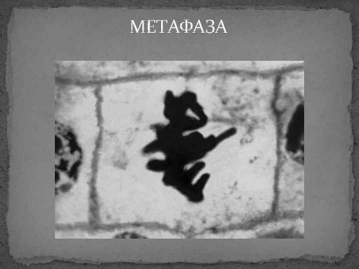 МЕТАФАЗА 