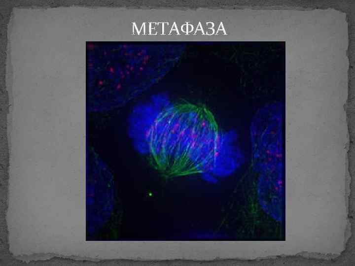 МЕТАФАЗА 