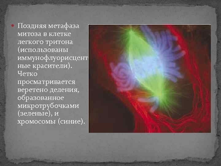  Поздняя метафаза митоза в клетке легкого тритона (использованы иммунофлуорисцент ные красители). Четко просматривается