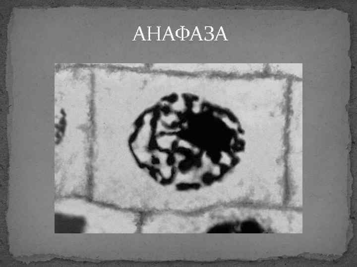 АНАФАЗА 