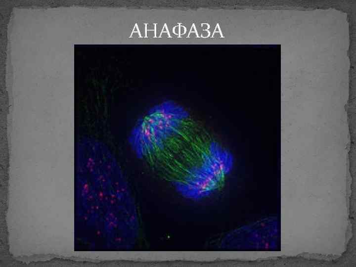 АНАФАЗА 