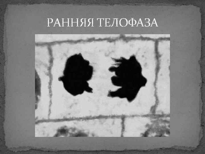 РАННЯЯ ТЕЛОФАЗА 