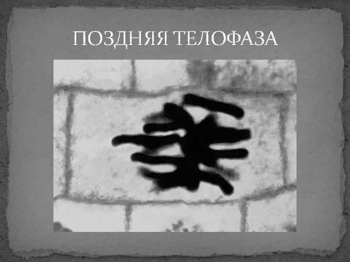 ПОЗДНЯЯ ТЕЛОФАЗА 