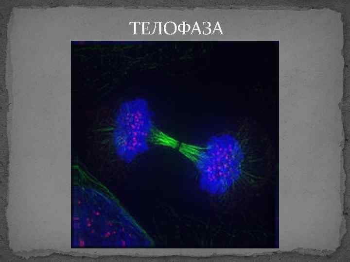 ТЕЛОФАЗА 