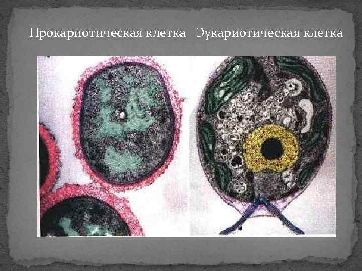 Прокариотическая клетка Эукариотическая клетка 