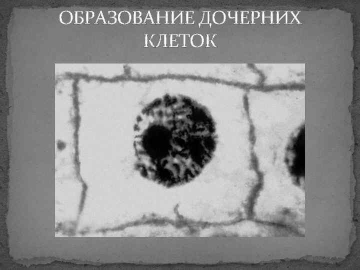 ОБРАЗОВАНИЕ ДОЧЕРНИХ КЛЕТОК 