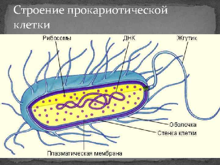 Схема строения прокариотической клетки