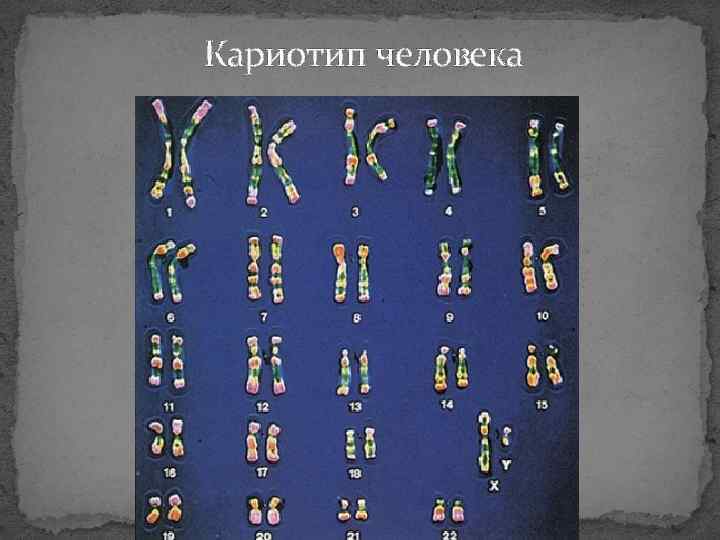 Кариотип человека 