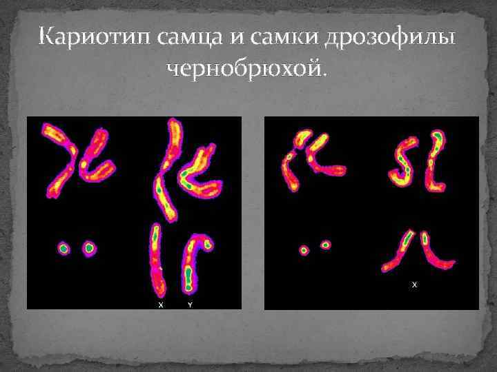 Кариотип самца и самки дрозофилы чернобрюхой. 