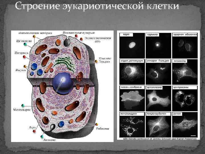 Строение эукариотической клетки 