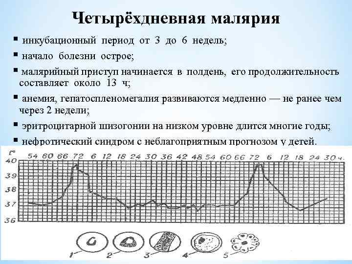 Четырёхдневная малярия § инкубационный период от 3 до 6 недель; § начало болезни острое;