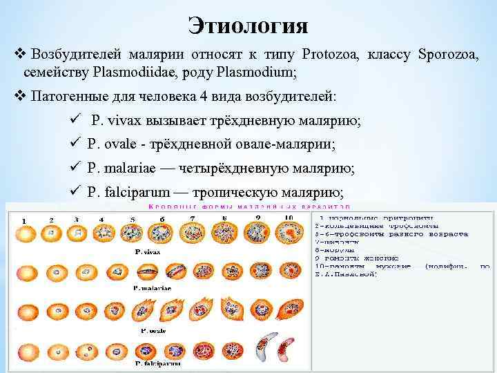 Этиология v Возбудителей малярии относят к типу Protozoa, классу Sporozoa, семейству Plasmodiidae, роду Рlasmodium;