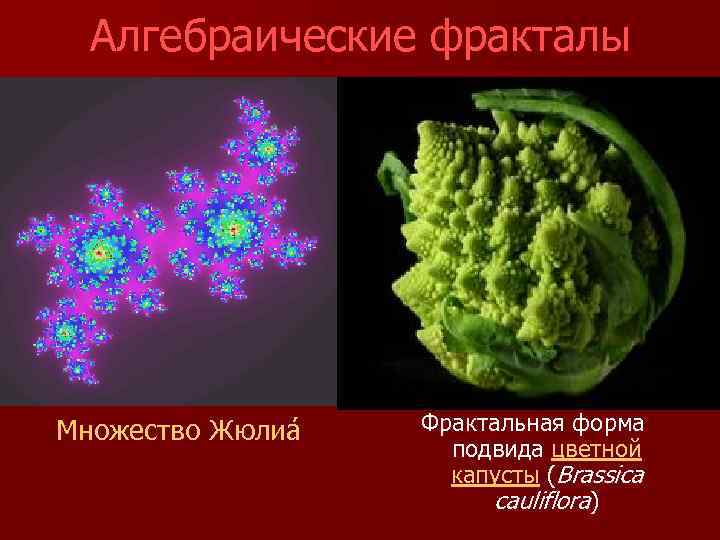 Алгебраические фракталы Множество Жюлиа Фрактальная форма подвида цветной капусты (Brassica cauliflora) 