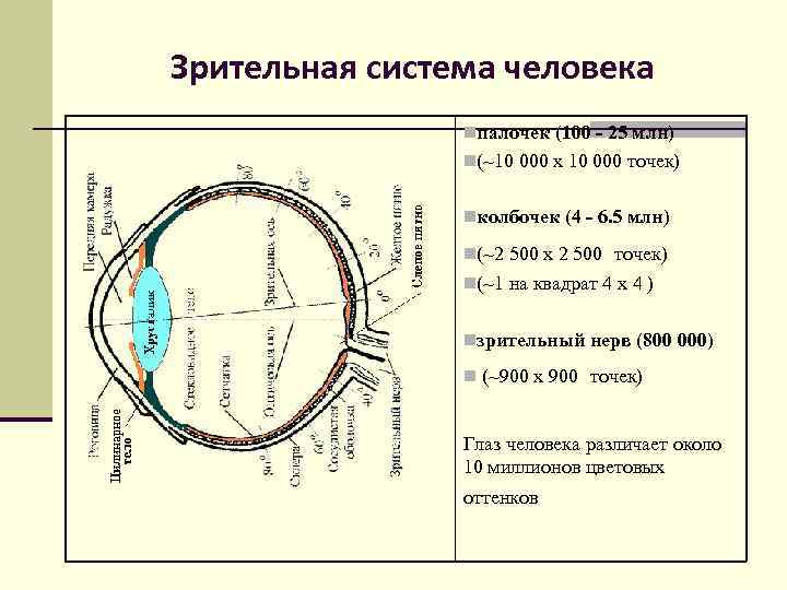 Блок схема зрительной сенсорной системы