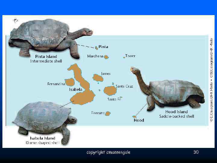 copyright cmassengale 30 