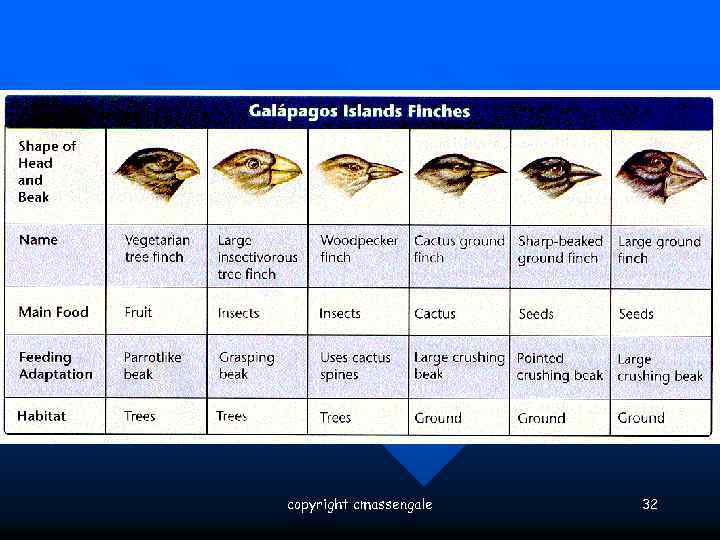 copyright cmassengale 32 