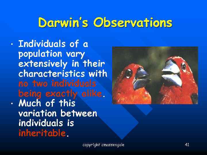 Darwin’s Observations • • Individuals of a population vary extensively in their characteristics with