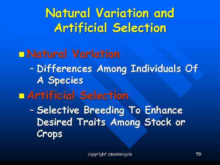 Natural Variation and Artificial Selection n Natural Variation – Differences Among Individuals Of A