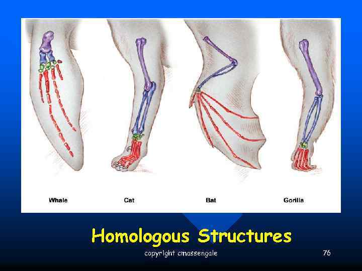 Homologous Structures copyright cmassengale 76 