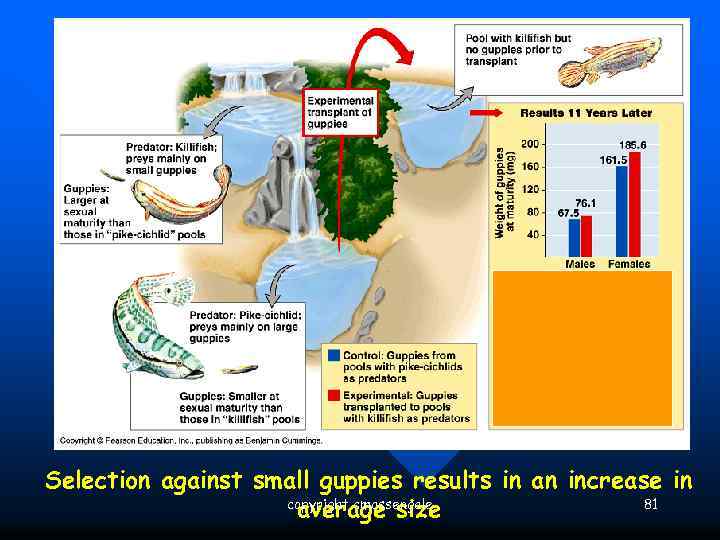 Evidence for Evolution – Evolution Observed Selection against small guppies results in an increase