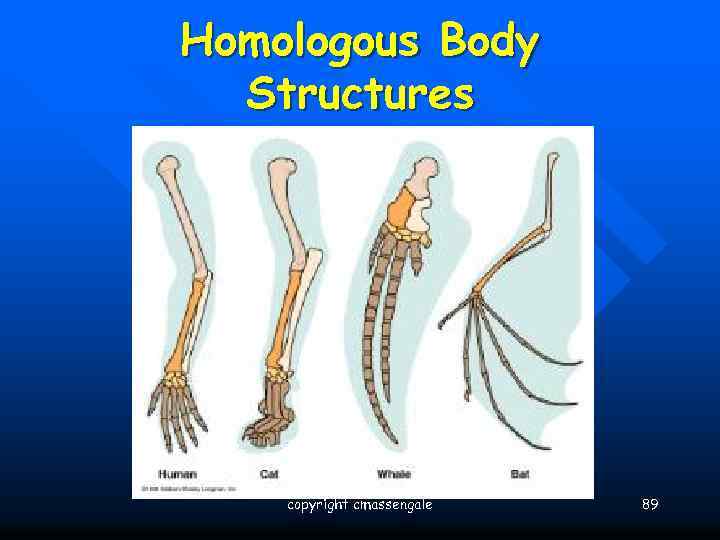 Homologous Body Structures copyright cmassengale 89 