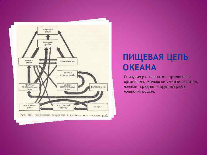 ПИЩЕВАЯ ЦЕПЬ ОКЕАНА Снизу вверх: планктон, придонные организмы, моллюски  членистоногие, мелкая, средняя и