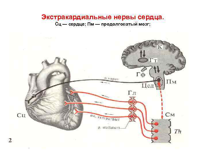 Лекции по анатомии