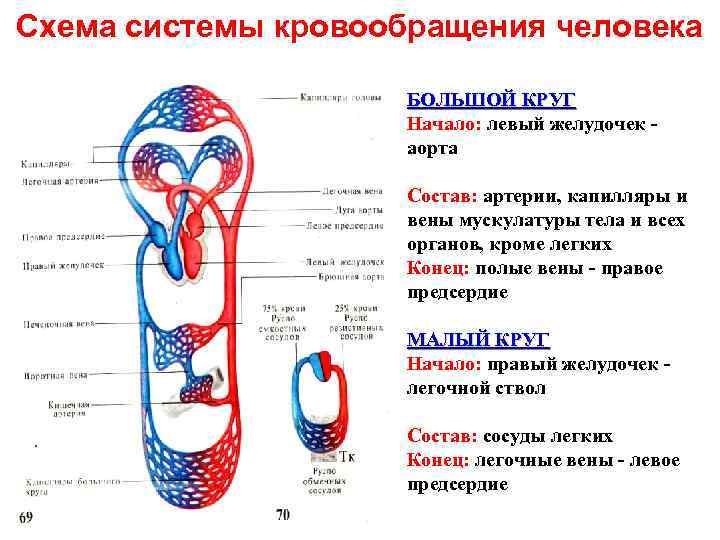 Кровообращения человека текст